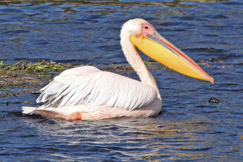 pelican